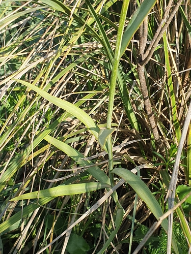 Fritillaria oranensis, photograph 2
