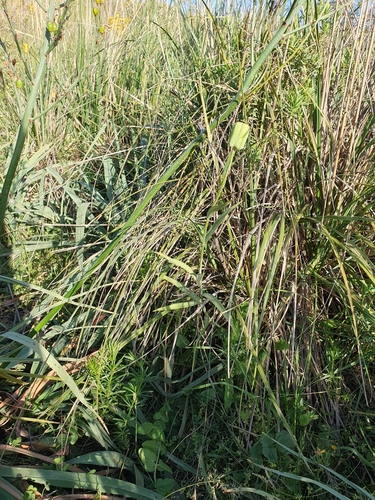 Fritillaria oranensis, photograph 3