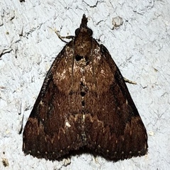 Omphalocera munroei
