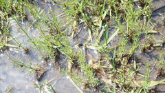 Thamnophis pulchrilatus