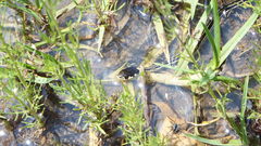 Thamnophis pulchrilatus