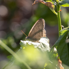 Paryphthimoides poltys