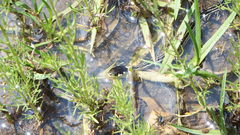 Thamnophis pulchrilatus