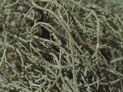 Usnea mutabilis