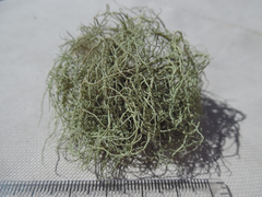 Usnea mutabilis