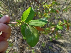 Salix pyrifolia