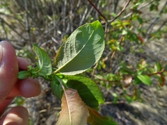 Salix pyrifolia