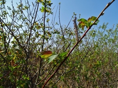 Salix pyrifolia