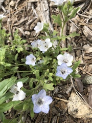 Nemophila menziesii