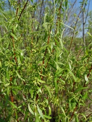 Salix petiolaris