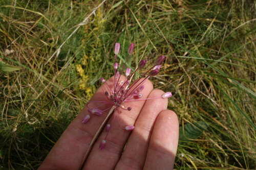 Allium praescissum