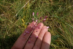 Allium praescissum
