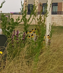 Rudbeckia amplexicaulis