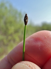 Eleocharis elliptica