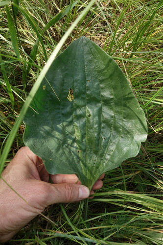 Image of Plantago maxima by (c) Aleksei Baushev, some rights reserved (CC BY)