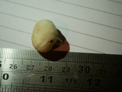 Boletus semigastroideus