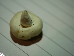 Boletus semigastroideus