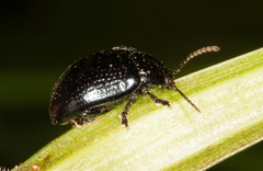 Chrysolina oricalcia