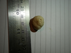 Boletus semigastroideus