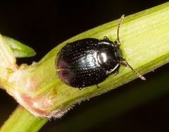 Chrysolina oricalcia