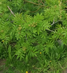 Sorbus sambucifolia