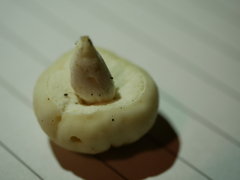 Boletus semigastroideus