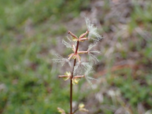 Image of Valeriana celtica by (c) Elias, some rights reserved (CC BY)