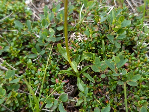 Image of Valeriana celtica by (c) Elias, some rights reserved (CC BY)