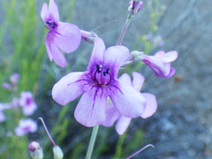 Penstemon thurberi