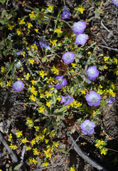 Eriophyllum multicaule