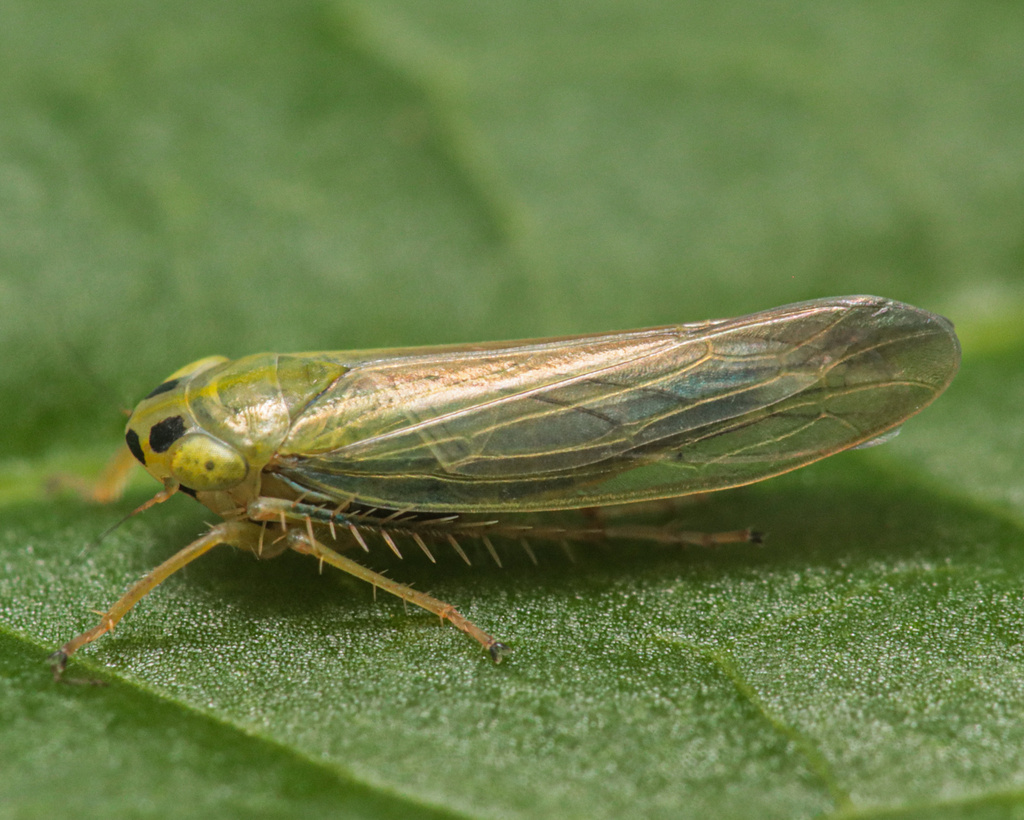 Cicadula albingensis