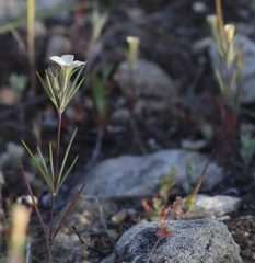 Linanthus dichotomus