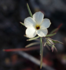 Linanthus dichotomus