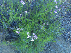 Penstemon thurberi