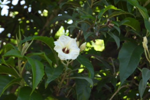 Image of Ipomoea murucoides by (c) Ricardo Betancourt Sánchez, some rights reserved (CC BY)
