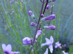 Penstemon thurberi