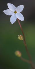 Lithophragma heterophyllum