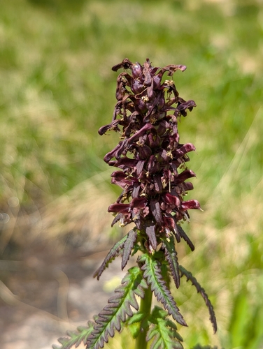 Image of Pedicularis recutita by (c) Elias, some rights reserved (CC BY)