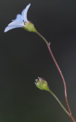 Lithophragma heterophyllum