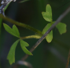 Lithophragma heterophyllum
