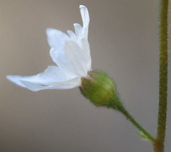 Lithophragma heterophyllum
