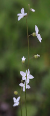Lithophragma heterophyllum
