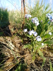 Myosotis imitata
