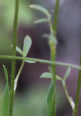 Lithophragma heterophyllum