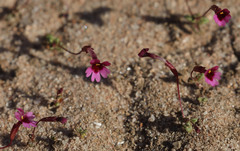 Erythranthe androsacea