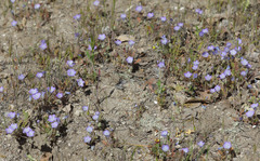 Phacelia douglasii