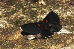 Melanis acroleuca huasteca
