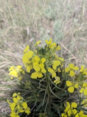 Erysimum asperum