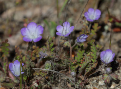 Phacelia douglasii