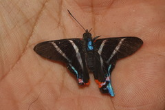 Rhetus arcius thia